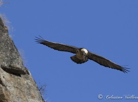 Il gipeto nella Valle di Cogne - foto di Celestino Vuillermoz