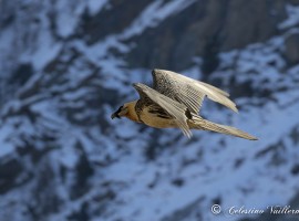 Il gipeto nella Valle di Cogne - foto di Celestino Vuillermoz