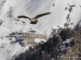 Il gipeto nella Valle di Cogne - foto di Celestino Vuillermoz