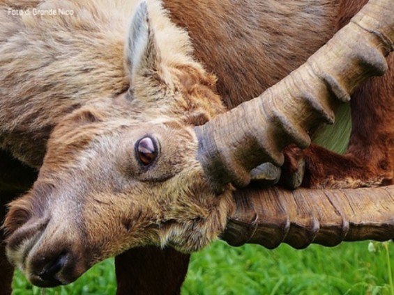 Foto di Grande Nico_ primo premio PINTEREST Natura e Sostenibilita - archivio FGP