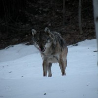 Lupo in Val di Rhêmes I - Foto di Marco D'Alfonso - Archivio FGP