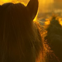 Die letzten europas - Wildpferde im Münsterland