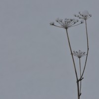 Fior di neve - Foto di Francesco Galliano - Archivio FGP