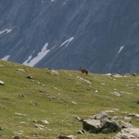 Lupo in Alta Valnontey - Foto di Matteo Gamba - Archivio FGP