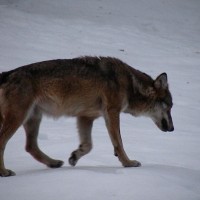 Lupo in Val di Rhêmes II - Foto di Marco D'Alfonso - Archivio FGP