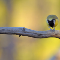 Parus major - Stefania Urbini - selezionata