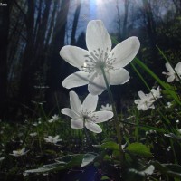 Sottobosco primaverile - Foto di Marcella Ballara - Archivio FGP