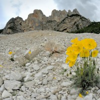 Vittorio Ricci - Papaver alpinum rhaeticum