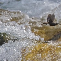 Volo radente del merlo acquaiolo di Stefano Graziano - Foto Archivio FGP