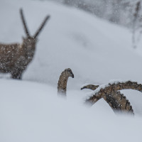 Di corna e di neve - Massimo Arcaro - selezionato