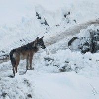 Lupo a Rovenaud - Foto di Alain Ghignone - Archivio FGP