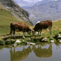 Dans les yeux dans les eaux - Foto di Francesco Prinetti