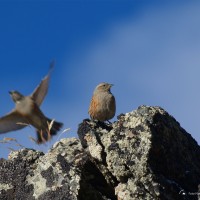 Foto Massimo Re Calegari- Archivio FGP