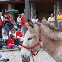 Viaggio Animali - Archivio FGP